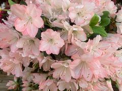 -忆秦园小笼包(惠山古镇总店)