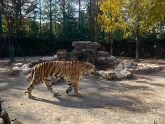-上海野生动物园老虎餐厅