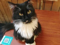 -猫色咖啡·猫咖