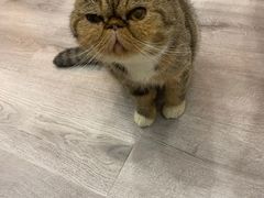 -BABIT巴比特宠物(MOMOPARK店)