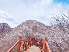 -大岭沟猕猴桃谷风景区