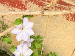 -高淳老街