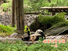 -都江堰中华大熊猫苑