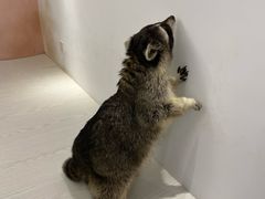 -浣熊柯尔鸭土拨鼠·电玩咖