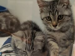 -1013 PET SHOP精品宠物商店(丁香店)