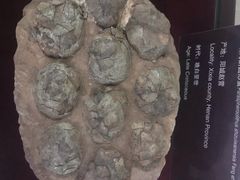 -中国西峡恐龙遗迹园