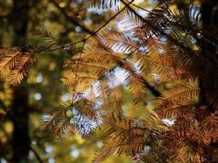 -重庆市江北嘴中央商务区中央公园