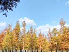 -白鹭湾湿地公园