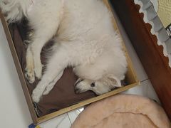 -美联众合爱康动物医院•复杂内科•肿瘤科•牙科•腔镜诊疗中心