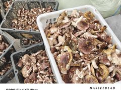 -野菌王牦牛肉汤锅