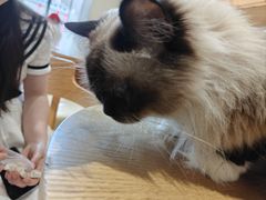 -藏猫猫咖啡主题馆(中央大道店)