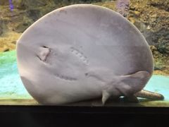-大连圣亚海洋世界