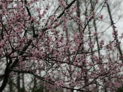 -崇明东平国家森林公园烧烤房车露营地