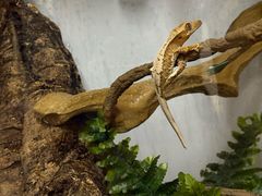 -酷以爬仙阁实体爬宠店·守宫·蜥蜴·专业繁育