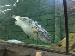 -悉尼海洋生物水族馆