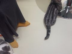 -三花喵·撸猫购宠·宠物生活馆(虹桥南丰城店)