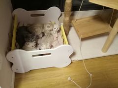-70cat德文卷毛猫·缅因猫纯种猫舍