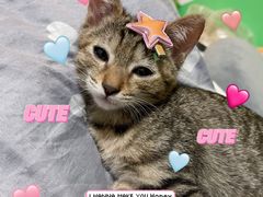-福懋动物医院·犬猫全科·外科·重症科(杏林分院)