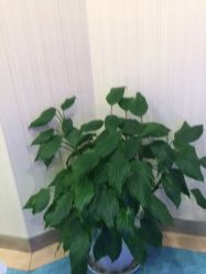 -碧莲盛·不剃发植发