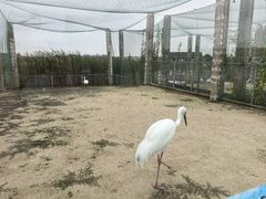 -盐城丹顶鹤湿地生态旅游区