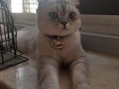 -Cappucimeow猫咪咖啡馆(韦伯时代店)