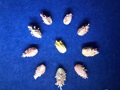 -山东博物馆