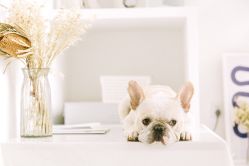 -ZOO KIDS象集摄影工作室(西城公馆店)