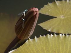 -国家植物园南园