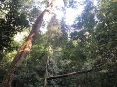-西双版纳原始森林公园