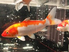 -浩运·海鲜青岛菜·海胆水饺(石老人店)