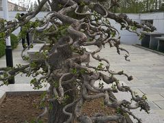 -石家庄市植物园