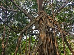 -中国科学院西双版纳热带植物园