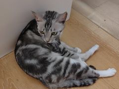 -猫咪派对(江南西店)
