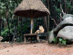 -广州长隆野生动物世界