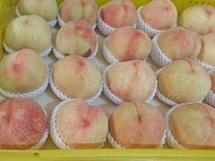 -老袁家蜜桃农场·阳山水蜜桃