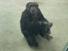 -合肥野生动物园