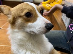 -柯斗斗主题餐厅·狗咖·围炉煮茶·茶饮(国瑞升平里店)