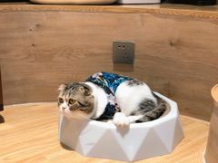 -啵啵喵·猫咖(攀华国际店)