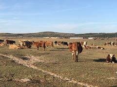 -塞罕坝国家级自然保护区