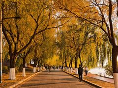 -丁香湖公园