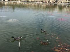-杜乐丽花园