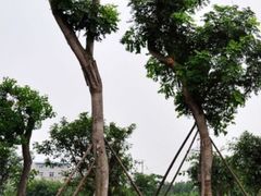 -德阳五中