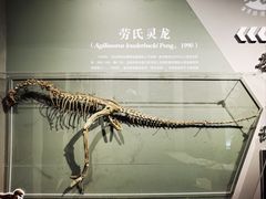 -自贡恐龙博物馆