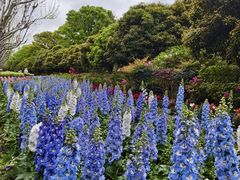 -上海鲜花港