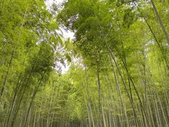 -大奇山国家森林公园
