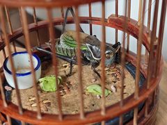 -蟹村草堂·苏式园林人文农家·大闸蟹