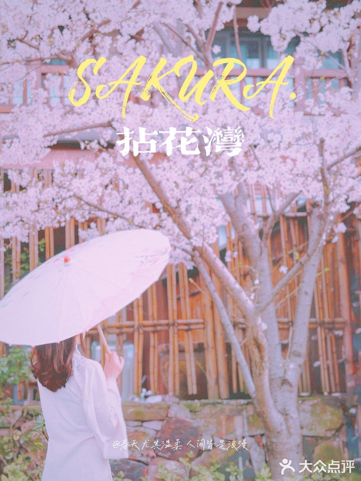 初春限定的浪漫，去拈花湾踏春赏樱（最全攻略