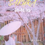初春限定的浪漫，去拈花湾踏春赏樱（最全攻略