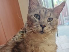 -楼上猫咖(罗湖店)