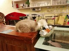 -猫色咖啡·猫咖